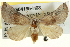  (Mataeomera coccophaga - BIOUG04195-H03)  @14 [ ] CreativeCommons - Attribution (2013) CBG Photography Group Centre for Biodiversity Genomics