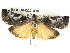  ( - BIOUG04227-A10)  @13 [ ] CreativeCommons - Attribution (2013) CBG Photography Group Centre for Biodiversity Genomics