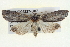  ( - BIOUG04227-C07)  @15 [ ] CreativeCommons - Attribution (2013) CBG Photography Group Centre for Biodiversity Genomics