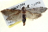  ( - BIOUG04227-E04)  @12 [ ] CreativeCommons - Attribution (2013) CBG Photography Group Centre for Biodiversity Genomics