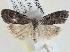  ( - BIOUG04227-F03)  @14 [ ] CreativeCommons - Attribution (2013) CBG Photography Group Centre for Biodiversity Genomics