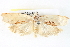  ( - BIOUG04228-A12)  @14 [ ] CreativeCommons - Attribution (2013) CBG Photography Group Centre for Biodiversity Genomics