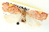  ( - BIOUG04228-B07)  @13 [ ] CreativeCommons - Attribution (2013) CBG Photography Group Centre for Biodiversity Genomics