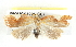  ( - BIOUG04228-C07)  @13 [ ] CreativeCommons - Attribution (2013) CBG Photography Group Centre for Biodiversity Genomics