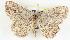  ( - BIOUG04228-G07)  @14 [ ] CreativeCommons - Attribution (2013) CBG Photography Group Centre for Biodiversity Genomics