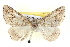 ( - BIOUG04229-C06)  @12 [ ] CreativeCommons - Attribution (2012) CBG Photography Group Centre for Biodiversity Genomics
