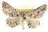  ( - BIOUG04229-C07)  @15 [ ] CreativeCommons - Attribution (2012) CBG Photography Group Centre for Biodiversity Genomics