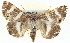  ( - BIOUG04229-F11)  @14 [ ] CreativeCommons - Attribution (2012) CBG Photography Group Centre for Biodiversity Genomics