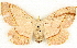  ( - BIOUG04230-D02)  @14 [ ] CreativeCommons - Attribution (2013) CBG Photography Group Centre for Biodiversity Genomics