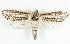  ( - BIOUG04230-D07)  @14 [ ] CreativeCommons - Attribution (2013) CBG Photography Group Centre for Biodiversity Genomics