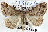  ( - BIOUG04371-A01)  @13 [ ] CreativeCommons - Attribution (2013) CBG Photography Group Centre for Biodiversity Genomics