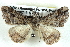  ( - BIOUG04371-A02)  @13 [ ] CreativeCommons - Attribution (2013) CBG Photography Group Centre for Biodiversity Genomics