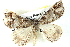  ( - BIOUG04371-A05)  @13 [ ] CreativeCommons - Attribution (2013) CBG Photography Group Centre for Biodiversity Genomics