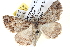  ( - BIOUG04371-A06)  @13 [ ] CreativeCommons - Attribution (2013) CBG Photography Group Centre for Biodiversity Genomics