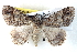  ( - BIOUG04371-A07)  @13 [ ] CreativeCommons - Attribution (2013) CBG Photography Group Centre for Biodiversity Genomics