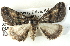  ( - BIOUG04371-C02)  @13 [ ] CreativeCommons - Attribution (2013) CBG Photography Group Centre for Biodiversity Genomics