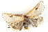  ( - BIOUG04371-E11)  @13 [ ] CreativeCommons - Attribution (2013) CBG Photography Group Centre for Biodiversity Genomics