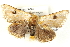  ( - BIOUG04371-F01)  @13 [ ] CreativeCommons - Attribution (2013) CBG Photography Group Centre for Biodiversity Genomics