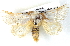  ( - BIOUG04371-F06)  @13 [ ] CreativeCommons - Attribution (2013) CBG Photography Group Centre for Biodiversity Genomics