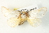  ( - BIOUG04371-F12)  @13 [ ] CreativeCommons - Attribution (2013) CBG Photography Group Centre for Biodiversity Genomics