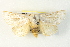  ( - BIOUG04371-G01)  @14 [ ] CreativeCommons - Attribution (2013) CBG Photography Group Centre for Biodiversity Genomics