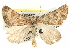  (Dichromodes AH03Au - BIOUG04372-B08)  @15 [ ] CreativeCommons - Attribution (2013) CBG Photography Group Centre for Biodiversity Genomics