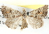  ( - BIOUG04372-D03)  @13 [ ] CreativeCommons - Attribution (2013) CBG Photography Group Centre for Biodiversity Genomics