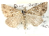  ( - BIOUG04372-E03)  @13 [ ] CreativeCommons - Attribution (2013) CBG Photography Group Centre for Biodiversity Genomics