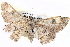  ( - BIOUG04467-D07)  @14 [ ] CreativeCommons - Attribution (2013) CBG Photography Group Centre for Biodiversity Genomics