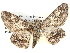  ( - BIOUG04467-D10)  @14 [ ] CreativeCommons - Attribution (2013) CBG Photography Group Centre for Biodiversity Genomics