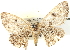  ( - BIOUG04467-D11)  @13 [ ] CreativeCommons - Attribution (2013) CBG Photography Group Centre for Biodiversity Genomics