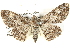  ( - BIOUG04467-D12)  @15 [ ] CreativeCommons - Attribution (2013) CBG Photography Group Centre for Biodiversity Genomics