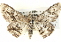 ( - BIOUG04467-F04)  @14 [ ] CreativeCommons - Attribution (2013) CBG Photography Group Centre for Biodiversity Genomics
