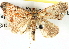  ( - BIOUG04467-H03)  @13 [ ] CreativeCommons - Attribution (2013) CBG Photography Group Centre for Biodiversity Genomics
