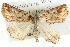  ( - BIOUG04471-A02)  @12 [ ] CreativeCommons - Attribution (2013) CBG Photography Group Centre for Biodiversity Genomics