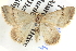  ( - BIOUG04471-A10)  @12 [ ] CreativeCommons - Attribution (2013) CBG Photography Group Centre for Biodiversity Genomics