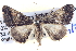  ( - BIOUG04471-D12)  @13 [ ] CreativeCommons - Attribution (2013) CBG Photography Group Centre for Biodiversity Genomics