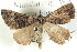  ( - BIOUG04471-E03)  @13 [ ] CreativeCommons - Attribution (2013) CBG Photography Group Centre for Biodiversity Genomics