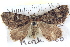  ( - BIOUG04471-E04)  @13 [ ] CreativeCommons - Attribution (2013) CBG Photography Group Centre for Biodiversity Genomics