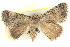  ( - BIOUG04471-E10)  @13 [ ] CreativeCommons - Attribution (2013) CBG Photography Group Centre for Biodiversity Genomics