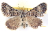  ( - BIOUG04471-E12)  @14 [ ] CreativeCommons - Attribution (2013) CBG Photography Group Centre for Biodiversity Genomics