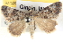  (Dichromodes AH05 - BIOUG04471-F01)  @14 [ ] CreativeCommons - Attribution (2013) CBG Photography Group Centre for Biodiversity Genomics
