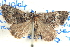  ( - BIOUG04471-F04)  @13 [ ] CreativeCommons - Attribution (2013) CBG Photography Group Centre for Biodiversity Genomics
