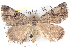  ( - BIOUG04471-F06)  @14 [ ] CreativeCommons - Attribution (2013) CBG Photography Group Centre for Biodiversity Genomics