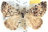  ( - BIOUG04471-F07)  @13 [ ] CreativeCommons - Attribution (2013) CBG Photography Group Centre for Biodiversity Genomics
