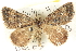  (Dichromodes semicanescens - BIOUG04471-F09)  @15 [ ] CreativeCommons - Attribution (2013) CBG Photography Group Centre for Biodiversity Genomics