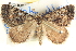  ( - BIOUG04471-G01)  @14 [ ] CreativeCommons - Attribution (2013) CBG Photography Group Centre for Biodiversity Genomics