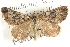  ( - BIOUG04471-G02)  @14 [ ] CreativeCommons - Attribution (2013) CBG Photography Group Centre for Biodiversity Genomics