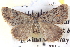  ( - BIOUG04471-G07)  @14 [ ] CreativeCommons - Attribution (2013) CBG Photography Group Centre for Biodiversity Genomics