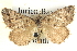  (Dichromodes AH03 - BIOUG04471-G11)  @14 [ ] CreativeCommons - Attribution (2013) CBG Photography Group Centre for Biodiversity Genomics